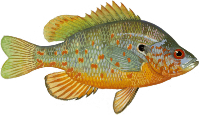 Orange-spotted Sunfish