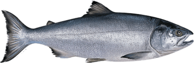 Chum Salmon