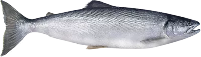 Sockeye Salmon