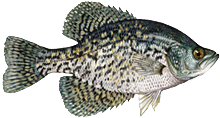 Black Crappie