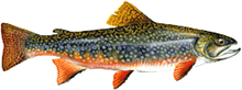 Brook trout