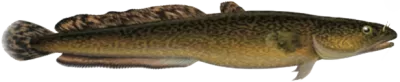 Burbot