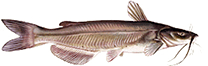 Channel Catfish