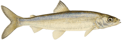 Lake herring (Cisco)