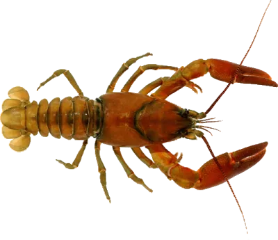 Crayfish