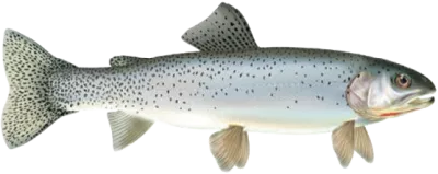 Cutthroat Trout