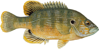 Green Sunfish