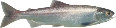 Kokanee