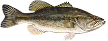 Largemouth Bass