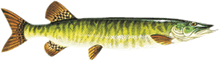 Muskellunge