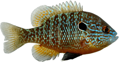 Northern Sunfish