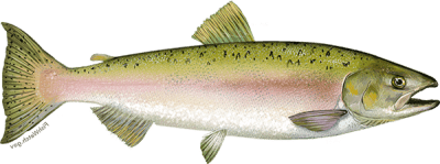 Pink Salmon