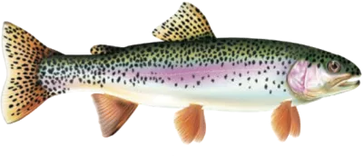 Rainbow Trout