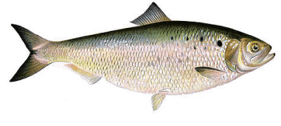 American Shad