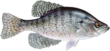 White Crappie