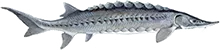 White Sturgeon