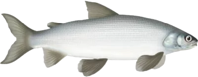 Lake Whitefish