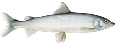 Mountain Whitefish