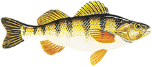 Yellow Perch