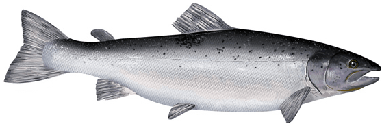 Atlantic Salmon
