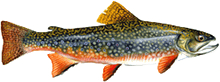 Brook trout