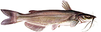 Channel Catfish