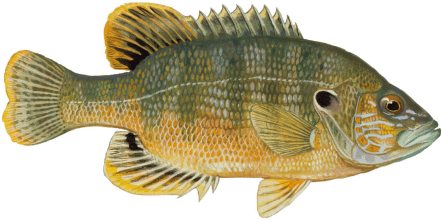 Green Sunfish