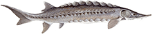 Lake Sturgeon