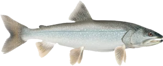 Lake Trout