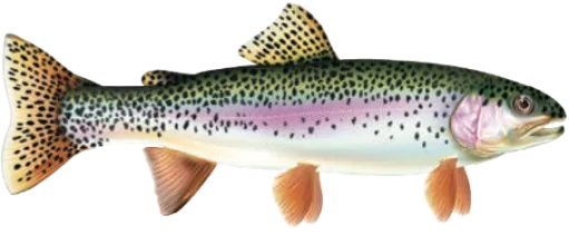 Rainbow Trout