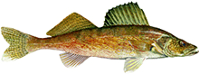 Walleye