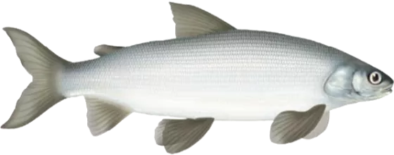 Lake Whitefish